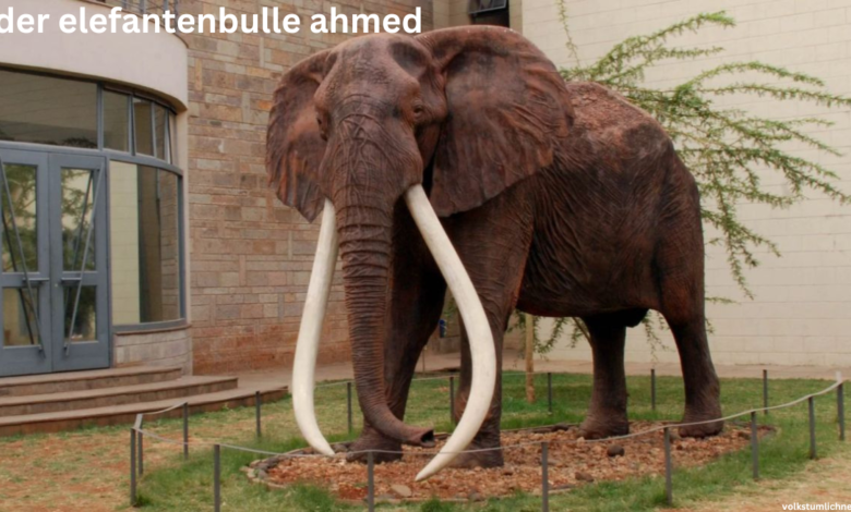 der elefantenbulle ahmed